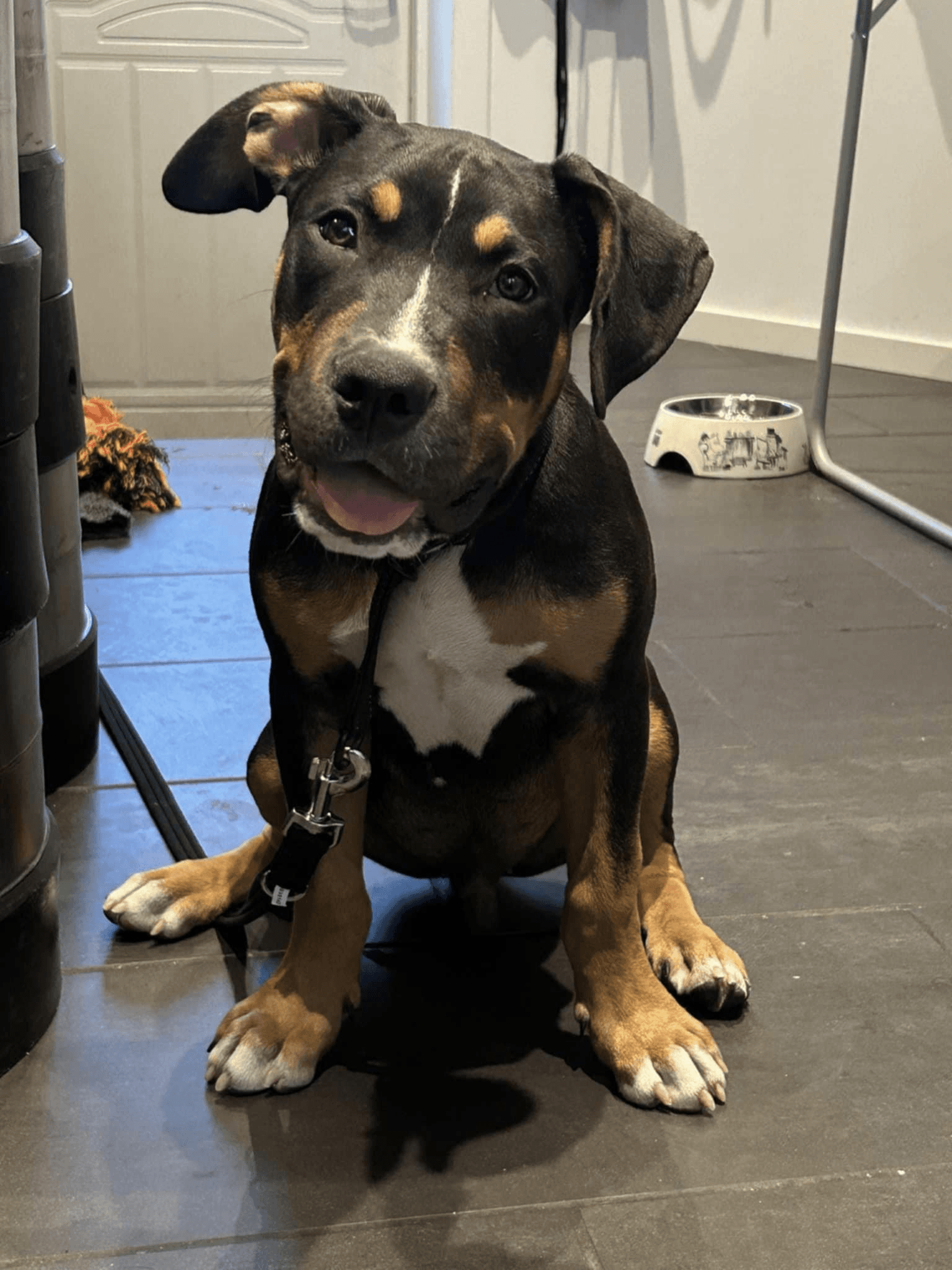 Momo, the unofficial mascot of Machine House Social Club Oslo