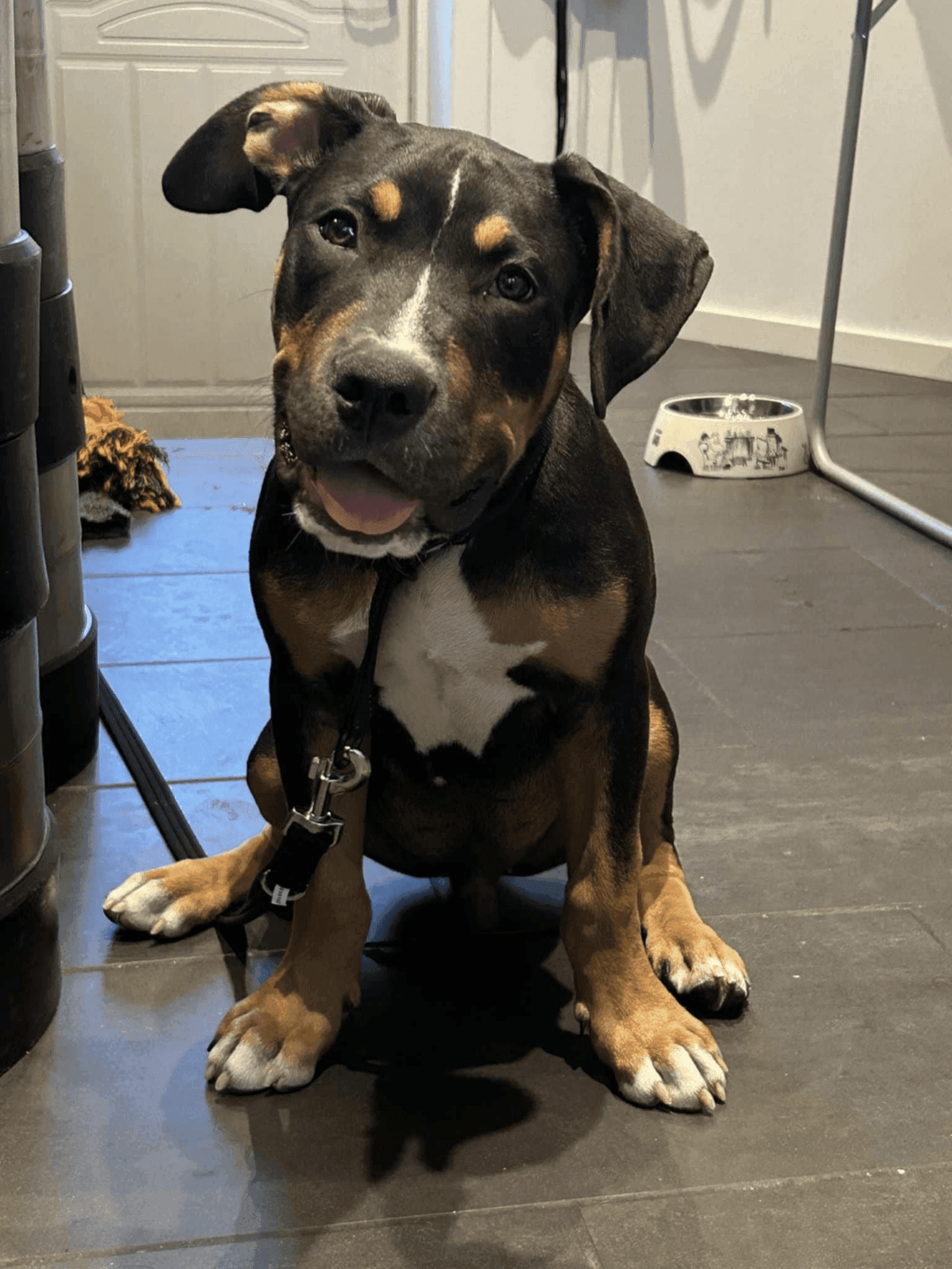 Momo, the unofficial mascot of Machine House Social Club Oslo